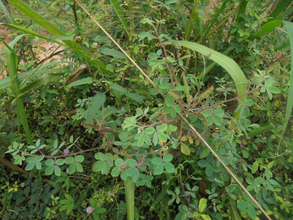 Chamaecrista absus (L.) H.S.Irwin & Barneby